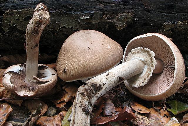 Agaricus impudicus - Skamløs champignon