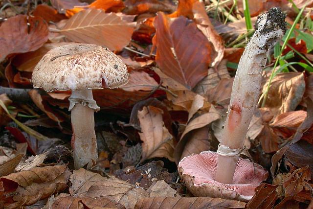 Agaricus langei - Stor blod-champignon