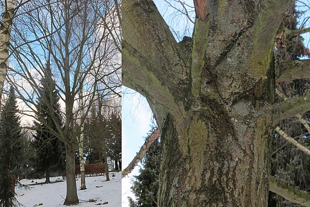 Quercus petraea -- Vintereg