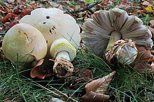 Agaricus essettei - Skiveknoldet champignon