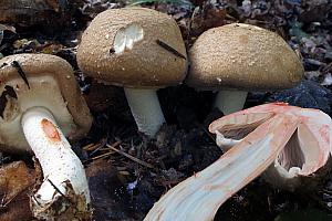 Agaricus langei - Stor blod-champignon