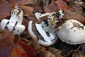 Agaricus litoralis - Kyst-champignon