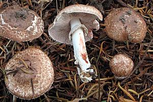 Agaricus silvaticus - - Lille blod-champignon