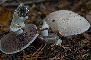 Agaricus subfloccosus - Randskællet champignon