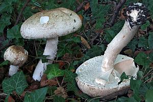 Agaricus augustus - Prægtig champignon