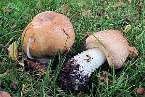 Agaricus augustus - Prægtig champignon
