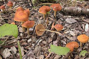 Agrocybe - Agerhat