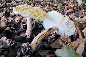 Amanita rubescens - Rødmende fluesvamp