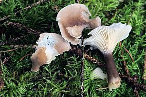 Ampulloclitocybe clavipes - Køllefod