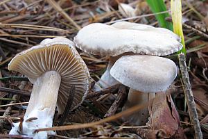 Clitocybe candicans - Kridt-tragthat
