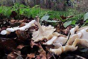 Clitocybe connata - Knippe-tragthat