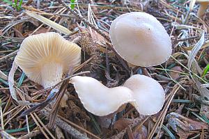 Clitocybe fragrans - Vellugtende tragthat