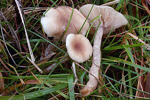 Clitocybe albofragrans - Tragthat sp