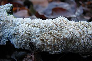 Corticoid fungi - Barksvampe