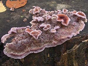 Chondrostereum purpureum - Purpur-lædersvamp
