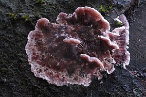 Chondrostereum purpureum - Purpur-lædersvamp