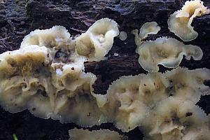 Phlebia tremellosa - Bævrende åresvamp
