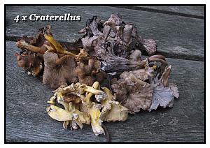 craterellus x 4 A4