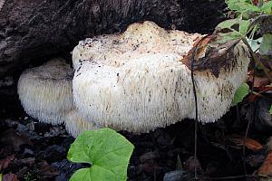 Hydnoid fungi - Pigsvampe
