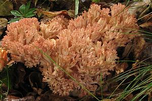 Ramaria botrytis - Drue-koralsvamp