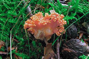 Ramaria fagetorum  -   Abrikos-koralsvamp