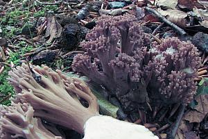 Ramaria fennica  -  violet koralsvamp