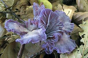 lacccaria amethystina - Violet Ametysthat