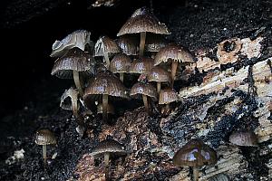 Mycena tintinnabulum - Vinter-huesvamp