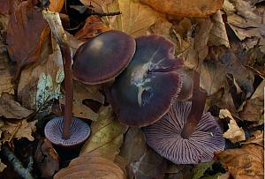 Mycena pura - Skær huesvamp