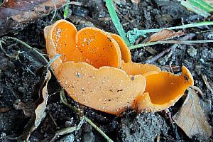 Aleuria aurantia - Orangebæger