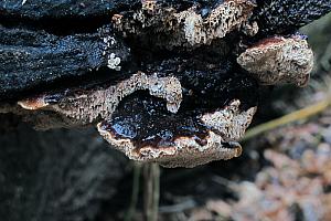 Datronia mollis - Blød begporesvamp