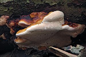 Fomentopsis pinicola  - randbæltet hovporesvamp