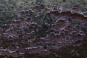 Trichaptum abietinum - Almindelig violporesvamp