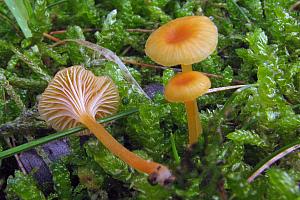 Ricknella fibula - Orange mosnavlehat