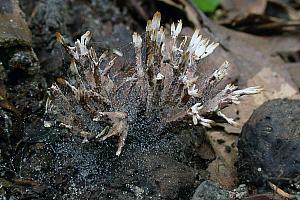 Thelephora palmata - grenet frynsesvamp   n