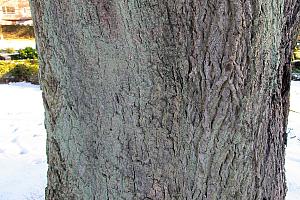bark -- Fagus sylvatica  - bøg