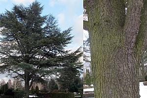 Picea pungens - Blågran