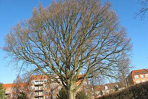 Quercus robur - stilk-eg